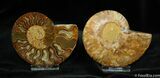 Inch Split Ammonite Pair From Madagascar #764-1